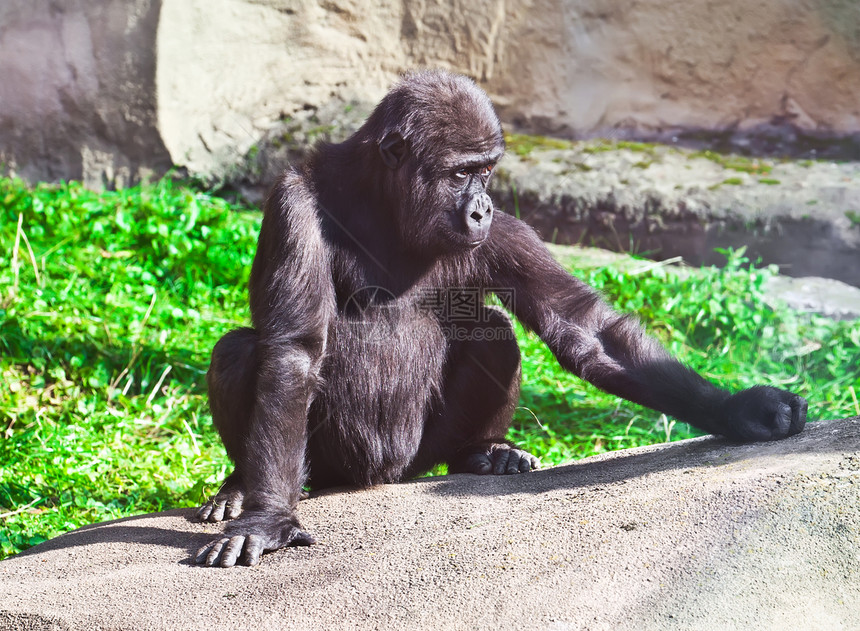 大猩猩动物园哺乳动物黑色野生动物力量丛林荒野灵长类银背动物图片