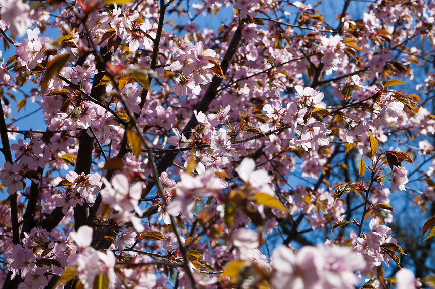 樱花花天空樱花蓝色植物粉色季节植物学花瓣植物群宏观图片