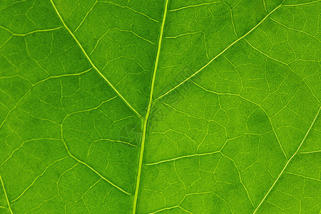 绿叶纹理绿色植物静脉不对称环境宏观背景图片
