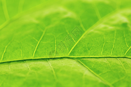 绿叶纹理植物宏观绿色静脉环境不对称背景图片