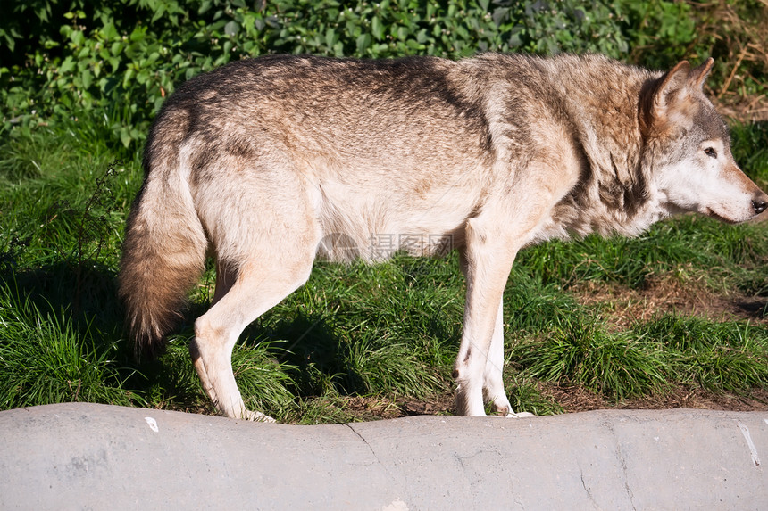 狼动物野生动物食肉捕食者危险灰色犬类毛皮狼疮猎人图片