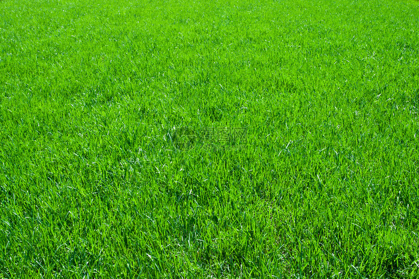 绿草草原场地边缘院子生长植物环境绿色植物草皮草地图片