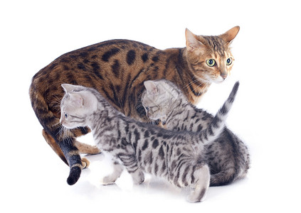 贝ngal小猫和母亲宠物灰色成人家庭工作室动物女性豹纹警觉背景图片