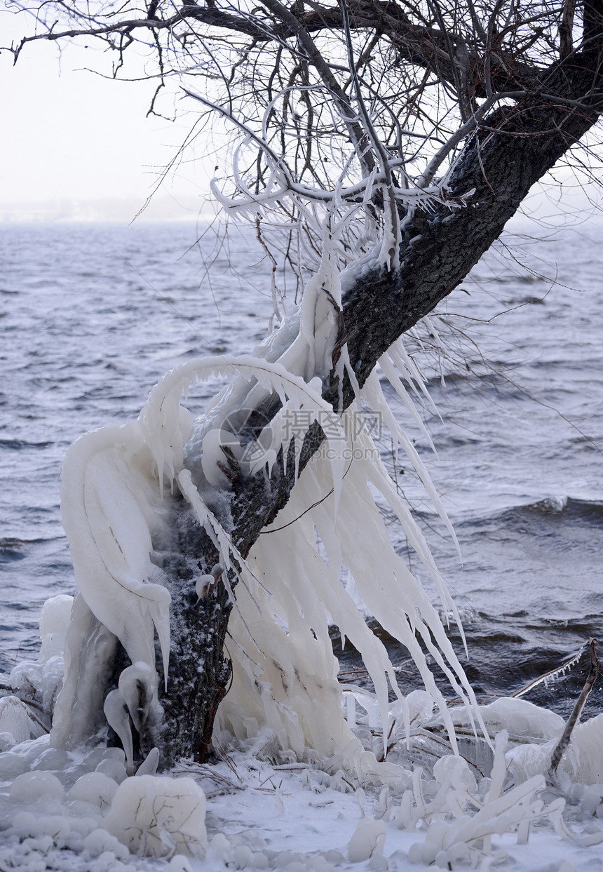 树上美丽的天然的冰笔迹水晶仙境木头冰柱温度环境植物冻结蓝色冰川图片
