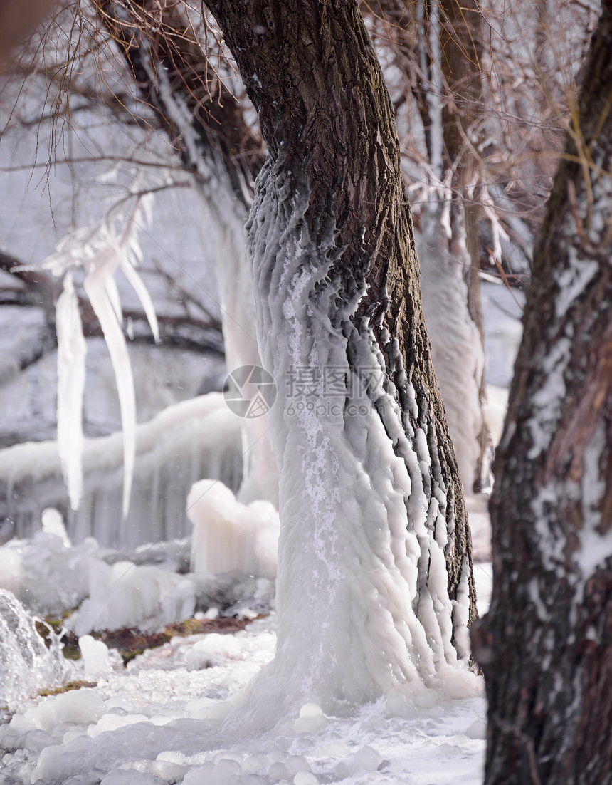 树上美丽的天然的冰笔迹天气季节冰柱冻结水晶国家木头蓝色宏观冰川图片