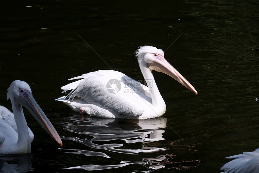 佩利卡热带航班动物园动物群野生动物羽毛粉色翅膀动物公园图片