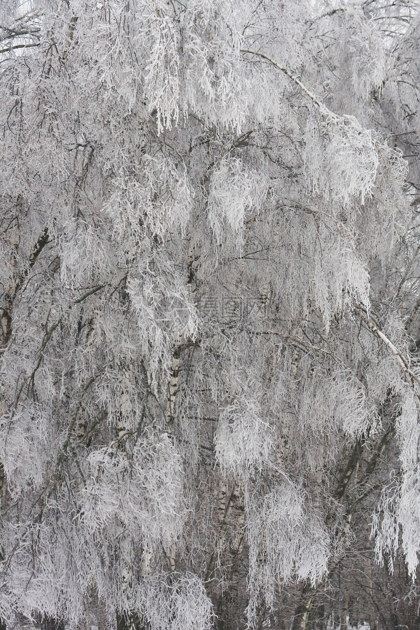 冬季森林白色天气季节天空场景冻结木头树木图片