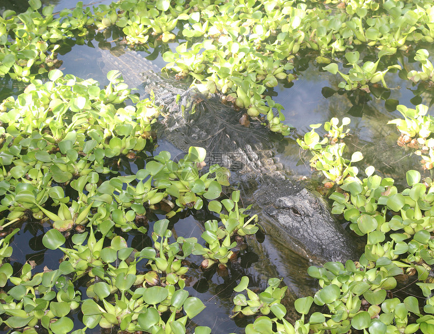 美洲鳄鱼游泳植被鼻子沼泽地荒野水池池塘野生动物爬虫沼泽动物图片