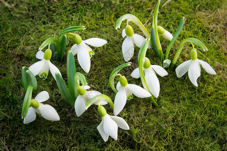 第一朵花  绿苔原底的下雪滴礼物苔藓绿色花朵季节植物树叶繁荣花瓣白色背景图片
