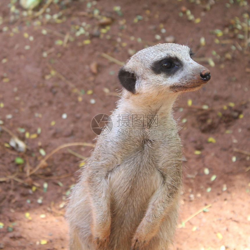 常住的米尔卡特人站立直立生态警报动物沙漠眼睛动物园公园鼻子生物家庭图片