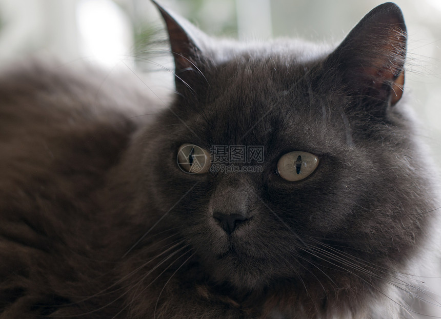 猫宠物猫科条纹眉头虎斑黑色猫咪动物浣熊图片