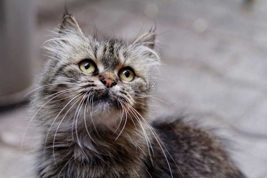 猫类肖像微笑鼻子注意力猫咪花园猫科胡子头发胡须宏观图片