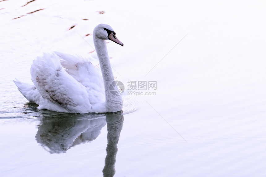 孤单的天鹅荒野野生动物羽毛日落反射白色池塘太阳蓝色海浪图片