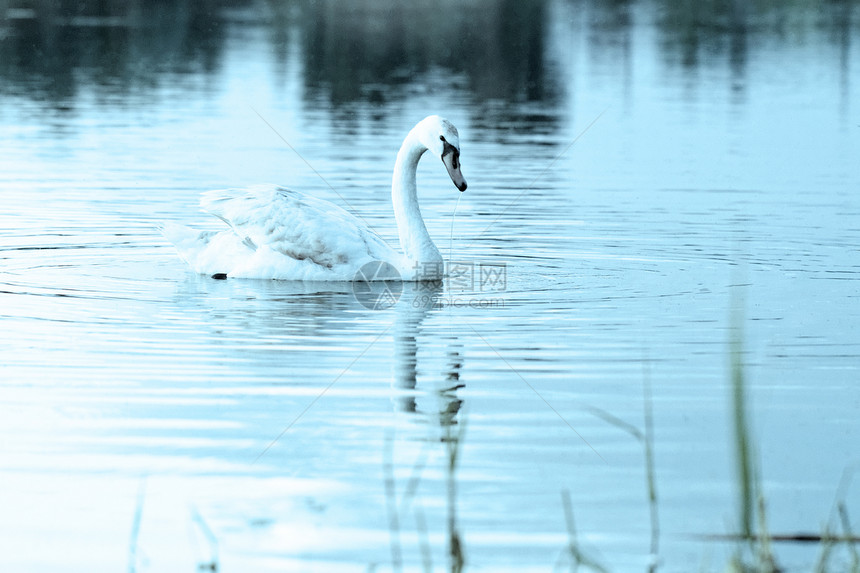 孤单的天鹅蓝色动物翅膀荒野池塘反射羽毛鸟类野生动物日落图片