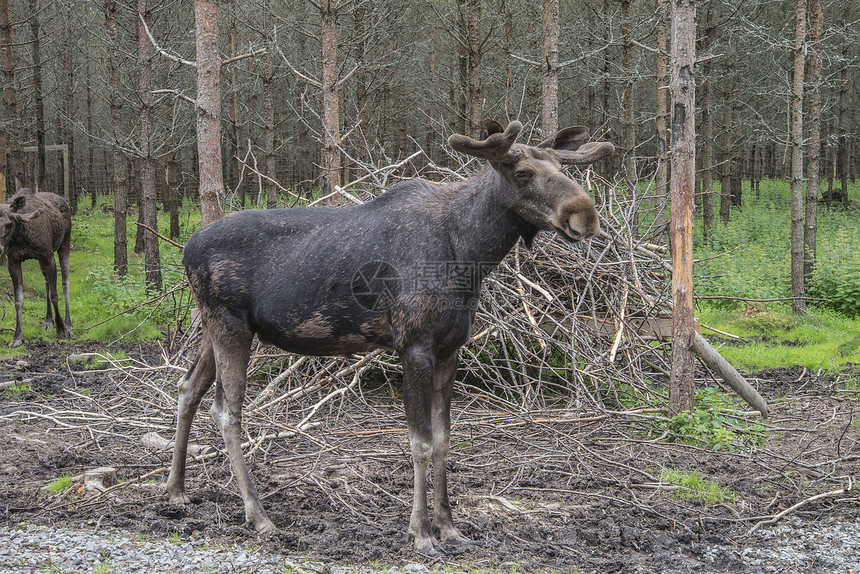 野生生物公园中的驼鹿风景食草棕色哺乳动物动物喇叭场地公园荒野生活图片