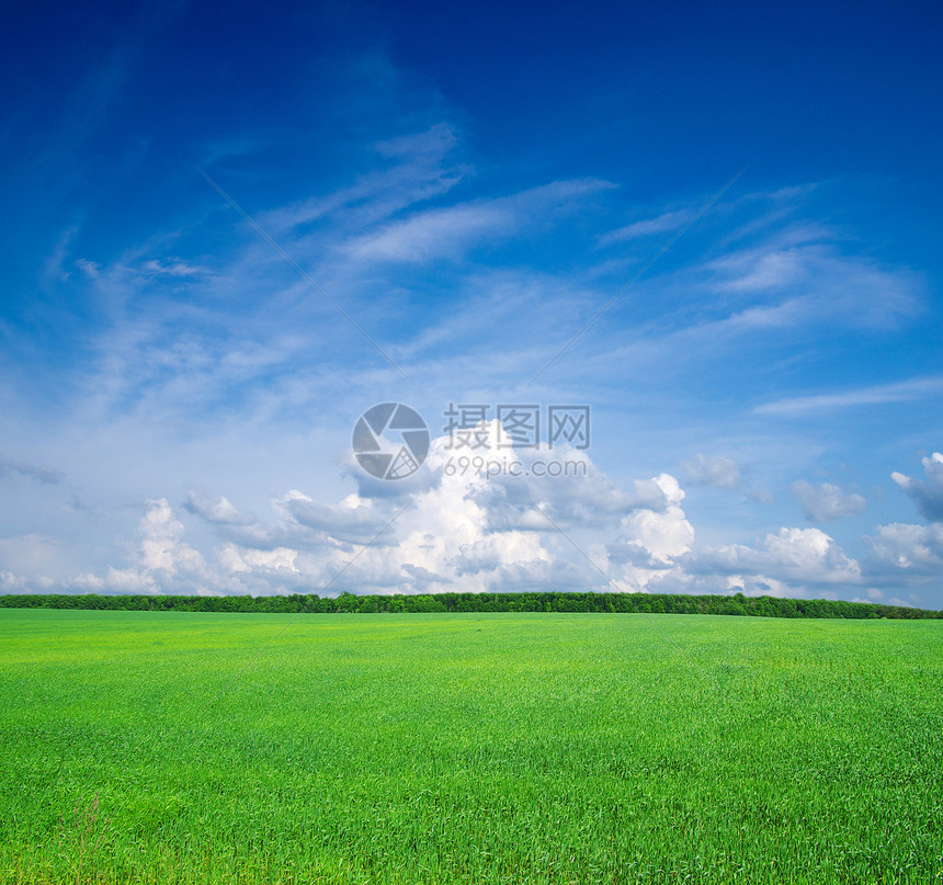 草地和蓝天空城市活力爬坡草本植物自由风景天空生长农场季节图片