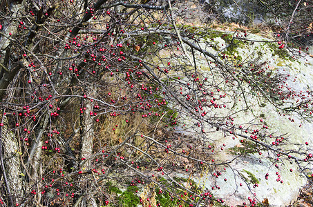 红色植物石头绿色浆果王国树木岩石背景图片