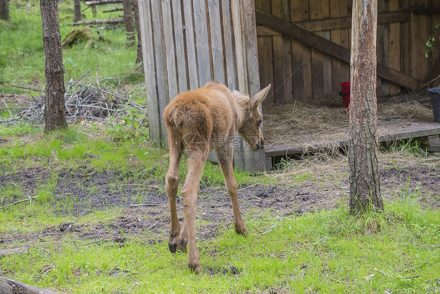 野生生物公园的驼鹿母幼崽喇叭棕色荒野鹿角森林哺乳动物场地公园牛角毛皮图片