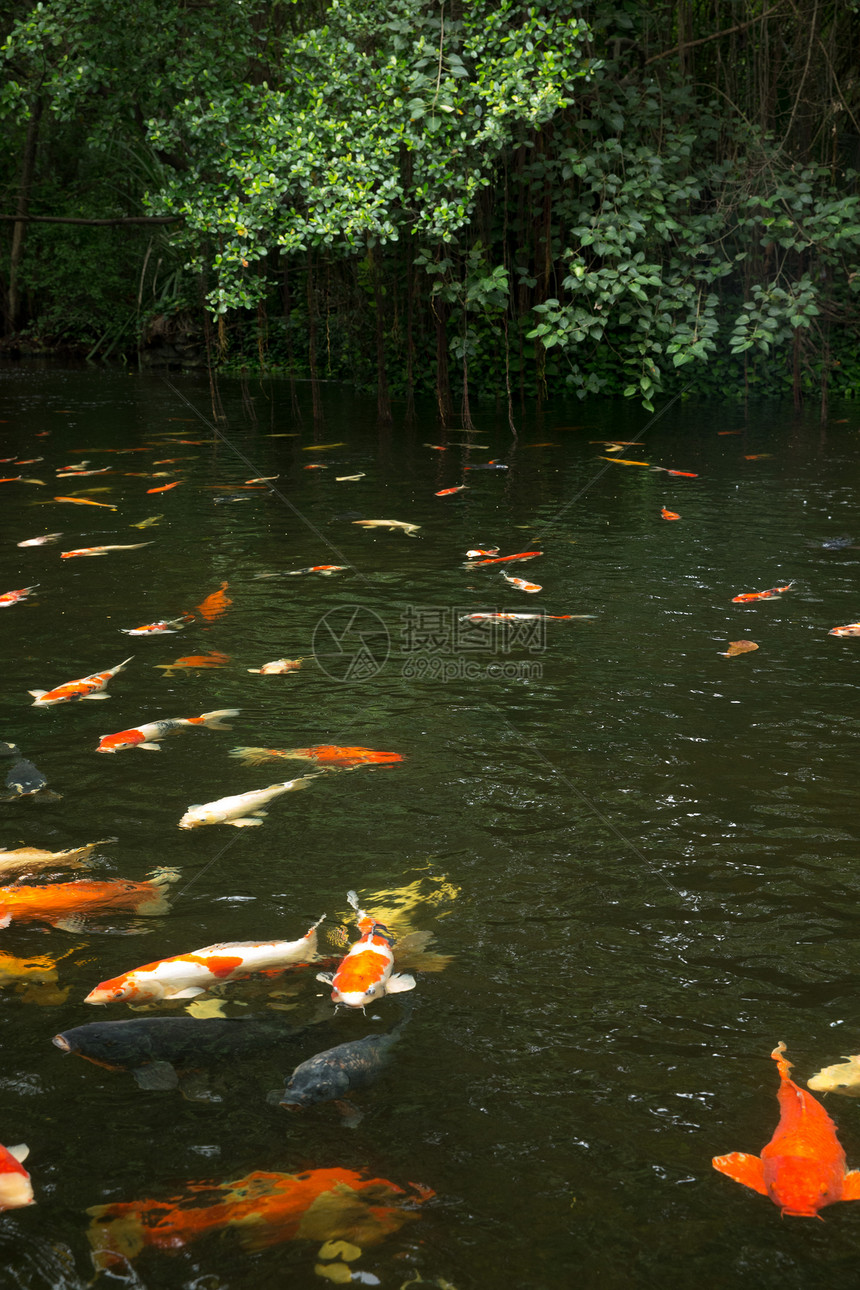 鱼类黄色动物群生物鲤鱼营养收成钓鱼配种动物池塘图片