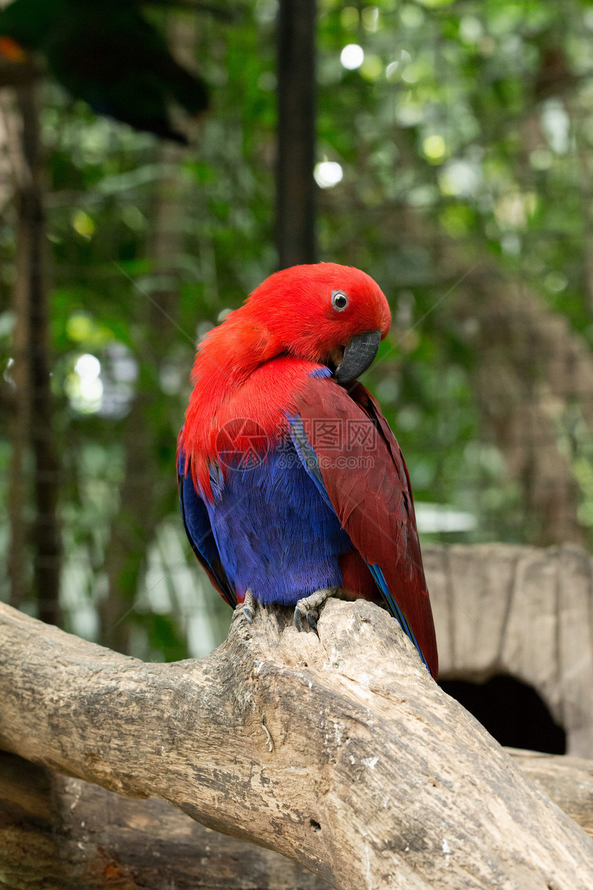 鹦鹉红色翅膀情调蓝色栖息动物园野生动物黄色生活丛林图片