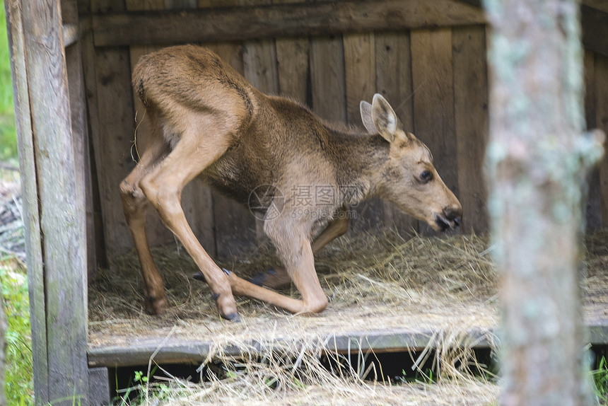 野生生物公园的驼鹿母幼崽生活哺乳动物驼鹿鹿角动物草地场地公园毛皮荒野图片