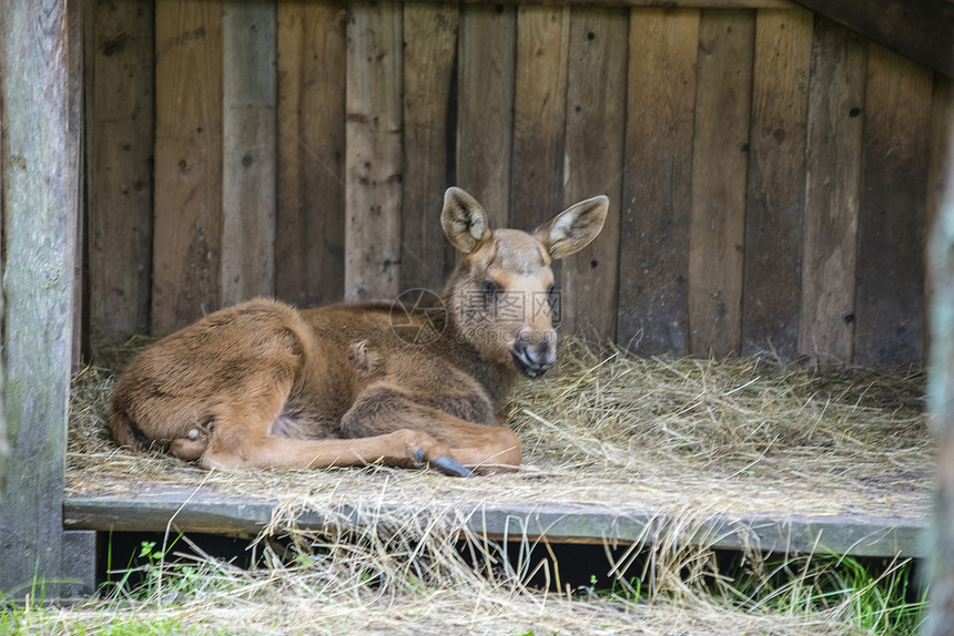 野生生物公园的驼鹿母幼崽国家哺乳动物驼鹿鹿角食草生活动物喇叭风景森林图片