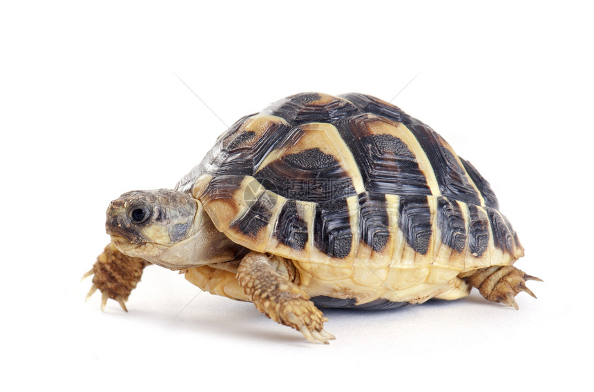 乌龟工作室动物爬虫学野生动物陆龟图片