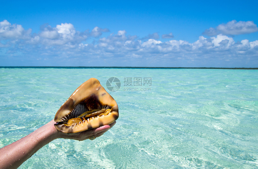 贝壳生活热带旅行海滩海岸线动物假期海洋蜗牛图片