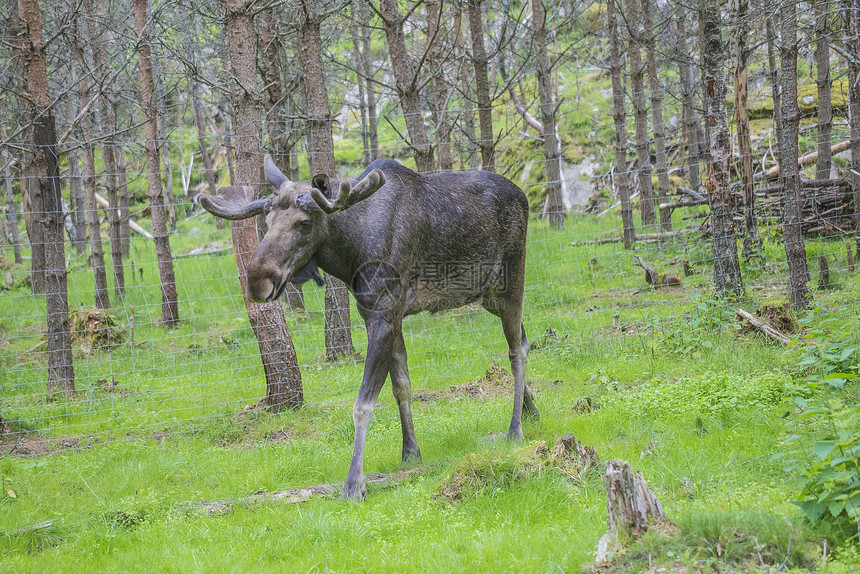 野生生物公园中的驼鹿公园森林食草草地风景哺乳动物生活鹿角国家场地图片