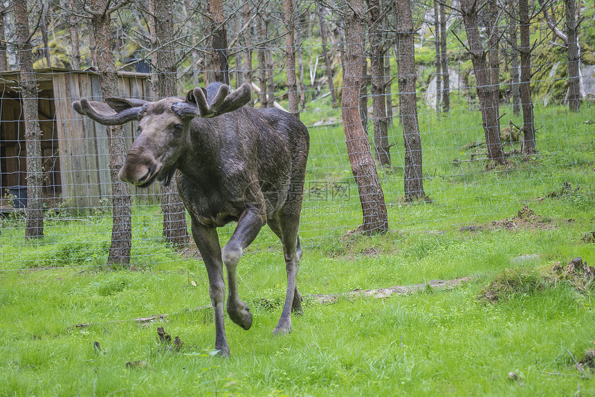 野生生物公园中的驼鹿食草生活鹿角荒野森林公园哺乳动物动物喇叭国家图片