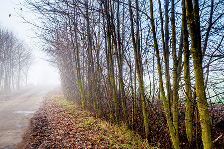 有雾路穿越富饶的脆弱森林的国家道路场景踪迹植被农村环境木头风景叶子魔法小路背景