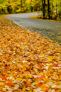 秋季乡村公路小路树叶季节秋收爬山叶子背景图片
