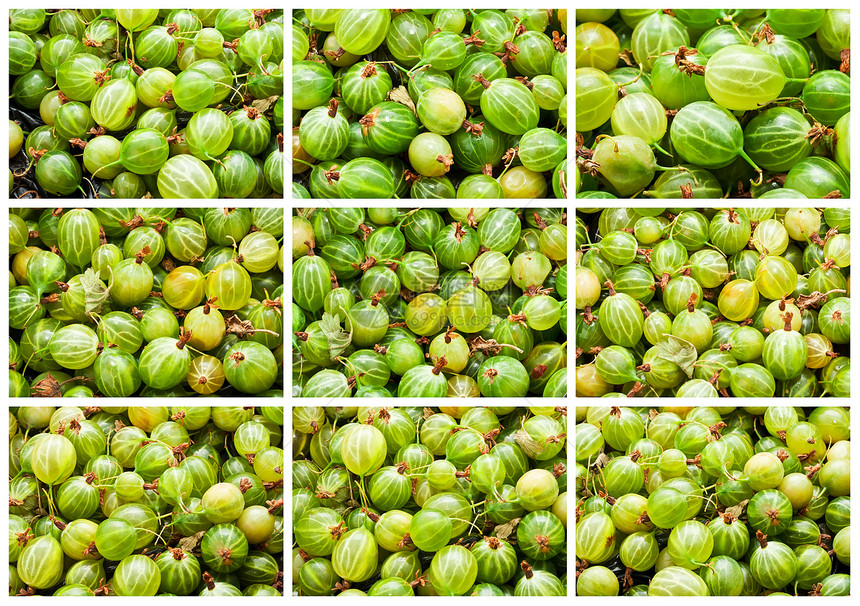 鹅莓营养绿色白色浆果宏观水果甜点团体食物图片