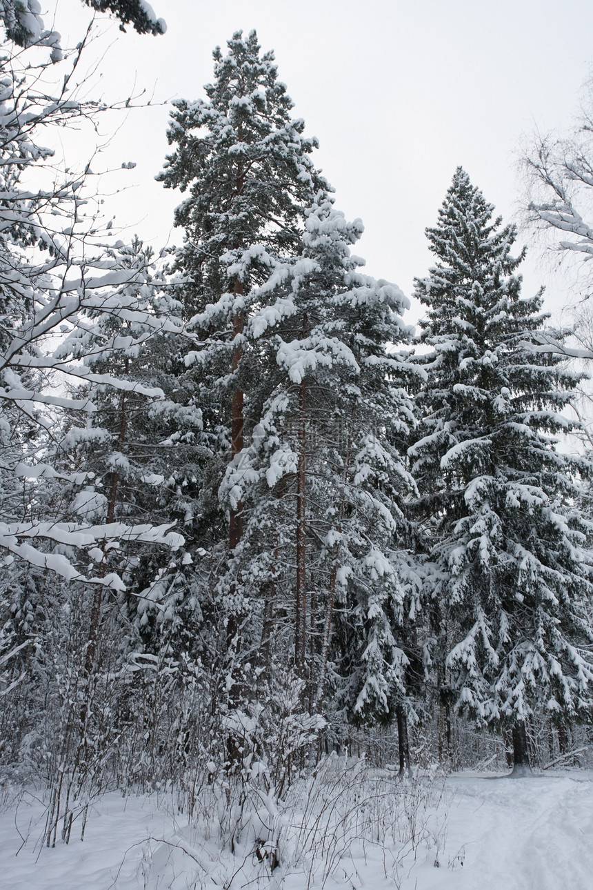 冬季森林天空季节白色天气场景树木木头冻结图片