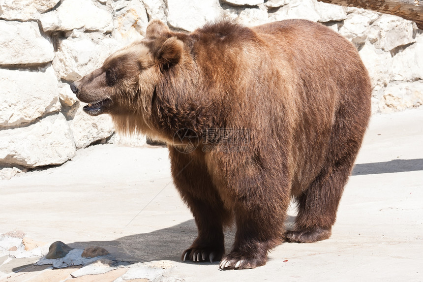 熊力量危险荒野动物园爪子捕食者动物牙齿毛皮野生动物图片