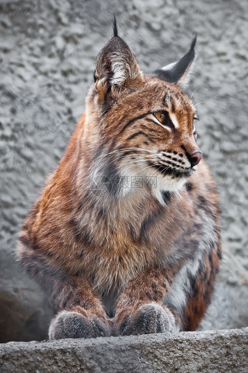 Lynx 林克毛皮危险荒野哺乳动物野猫动物眼睛捕食者外套动物园图片