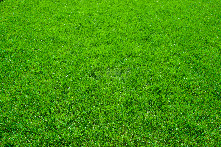 绿草草皮绿色植物草原环境植物土地活力场地边缘生长图片