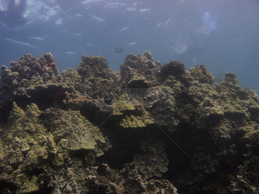 太平洋生活热带娱乐海洋蓝色潜水冒险荒野勘探透明度图片