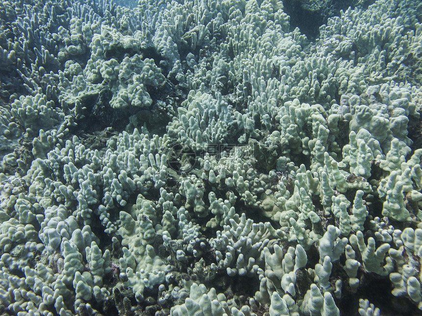 太平洋珊瑚礁潜水植物光束情调水晶水族馆动物群海景蓝色海洋图片
