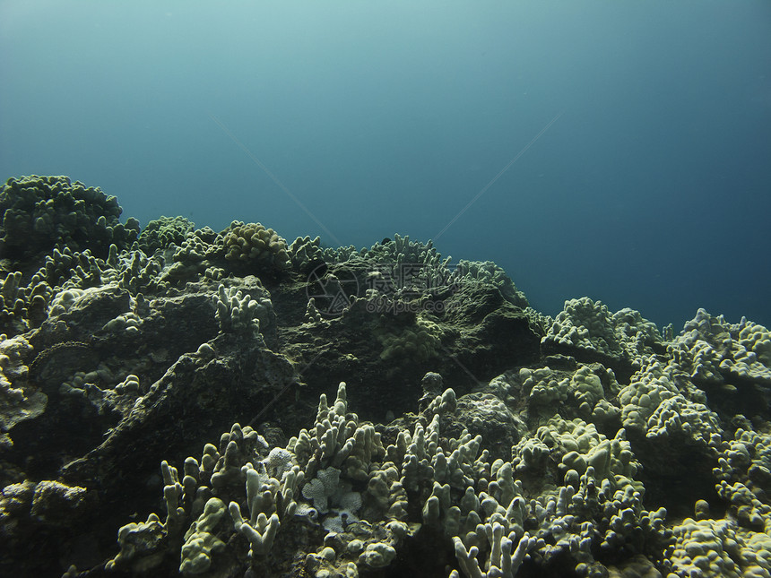 珊瑚屏障植物动物群异国潜水员水晶气候水族馆野生动物海洋盐水图片