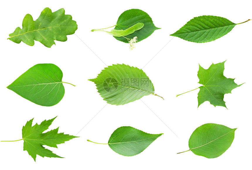 绿叶植物学叶子植物群植物橡木环境生活白色宏观花园图片