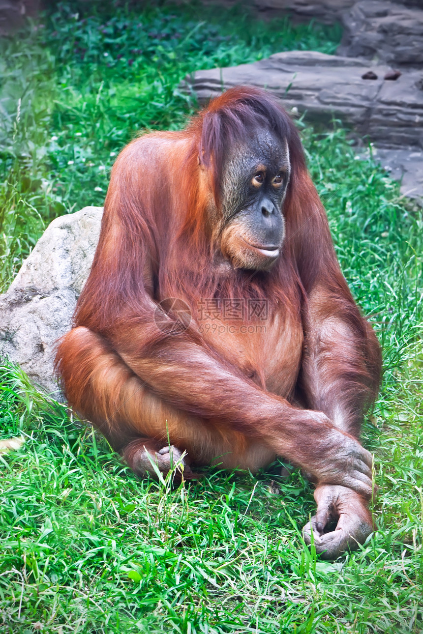 奥兰古人猿猴女性毛皮动物原始人动物园头发红色丛林橙子图片