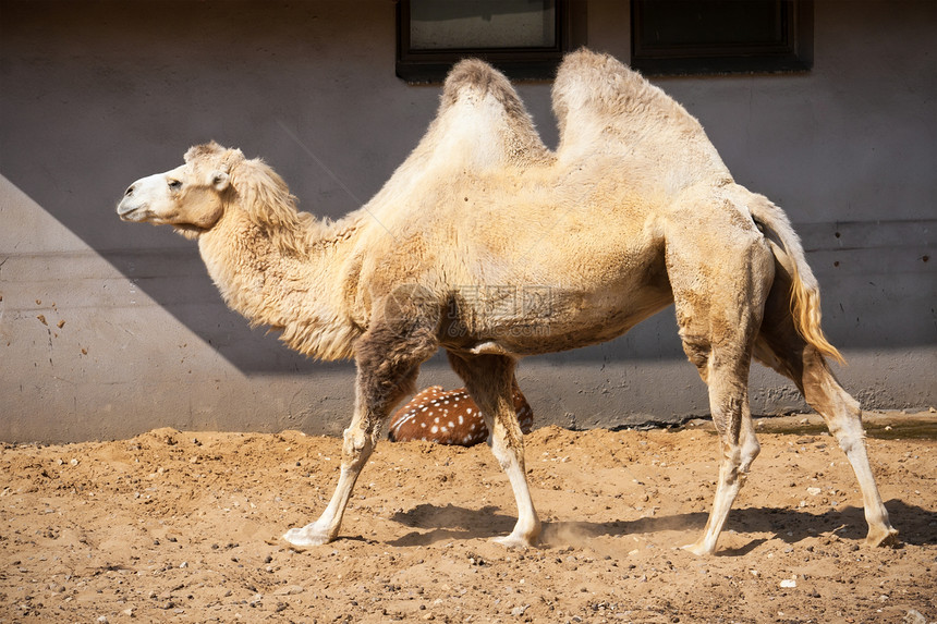 骆驼单峰沙漠白色动物园运输野生动物动物棕色荒野旅行图片