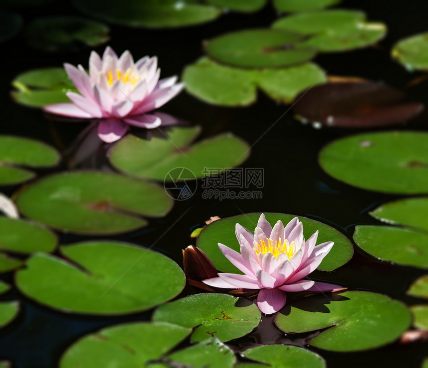 水百里池塘荷花花瓣冥想植物群叶子花园异国活力环境图片