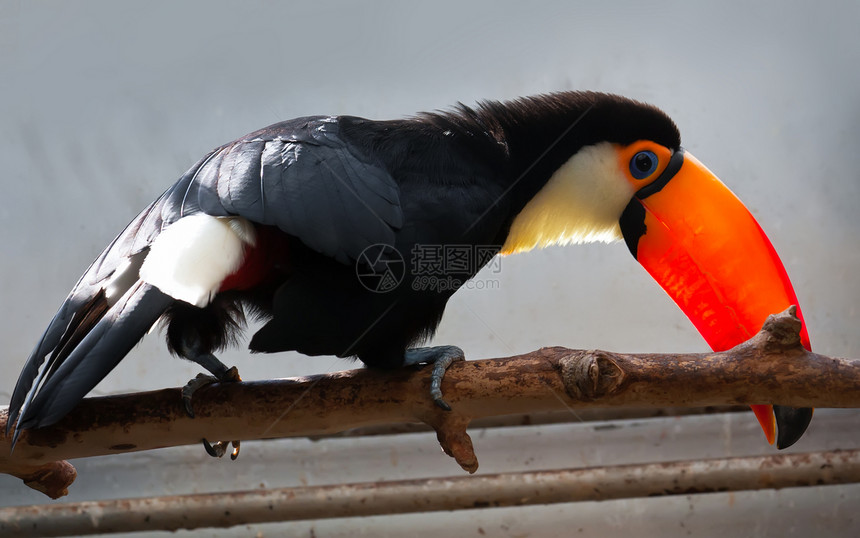 Toucan 土干森林热带鸟类雨林荒野黄色动物园橙子身体野生动物图片