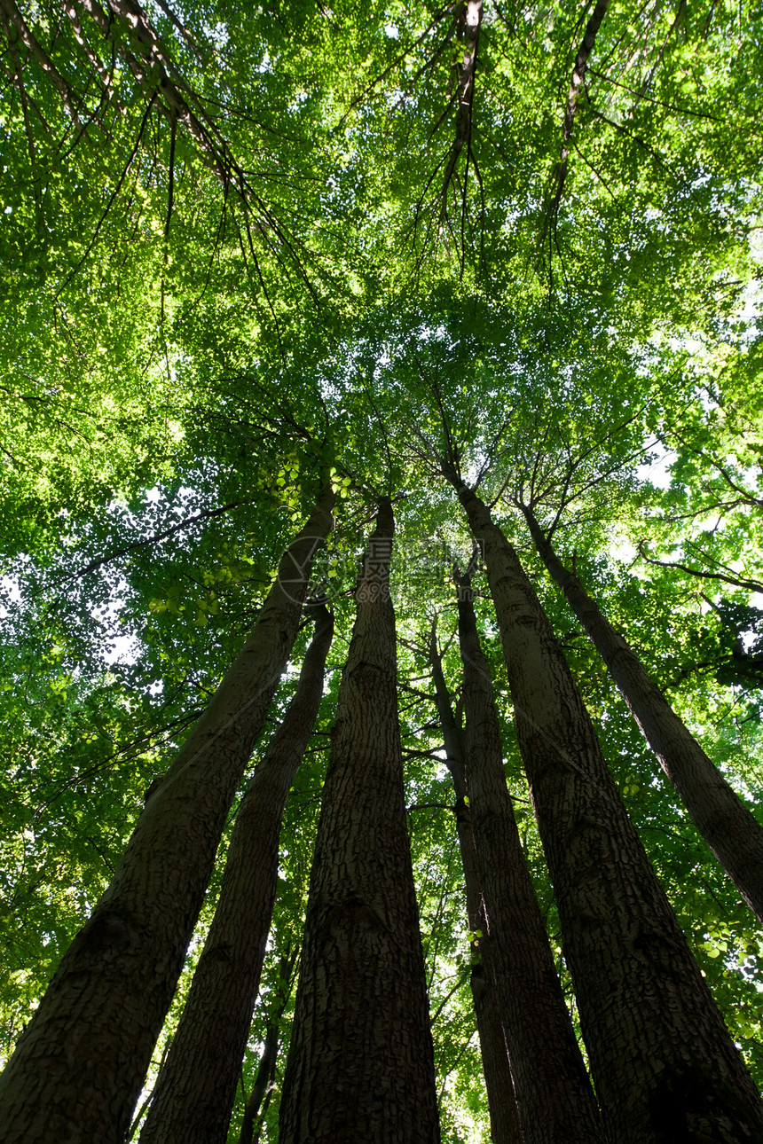 绿林分支机构阳光叶子太阳光荒野射线公园木头风景植物图片