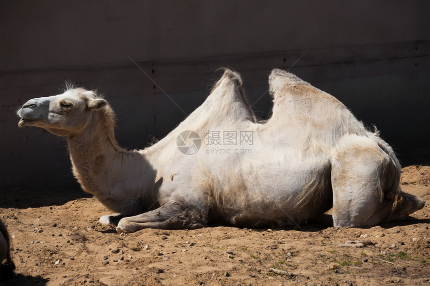 骆驼动物园驼峰单峰沙漠野生动物哺乳动物荒野白色运输旅行图片