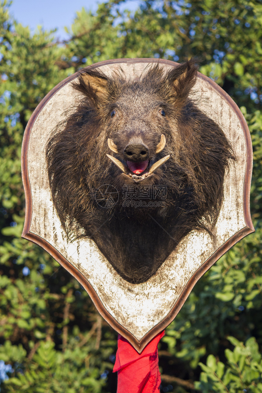 野猪头猎人安装哺乳动物棕色象牙牙齿解剖学野生动物荒野獠牙图片