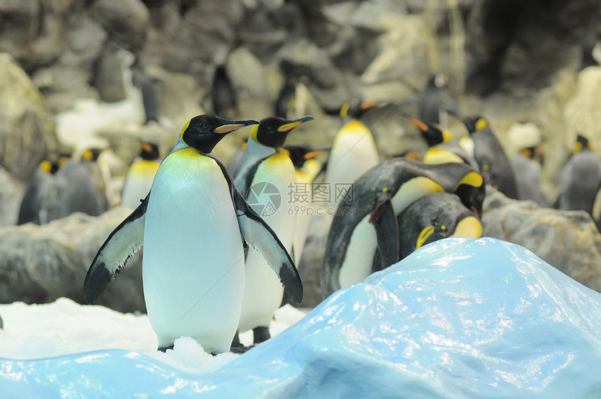 黑白彩色企鹅岛屿白色冻结黑色野生动物皇帝生活荒野国王动物图片