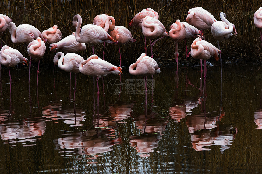 水中的Flamingo组图片